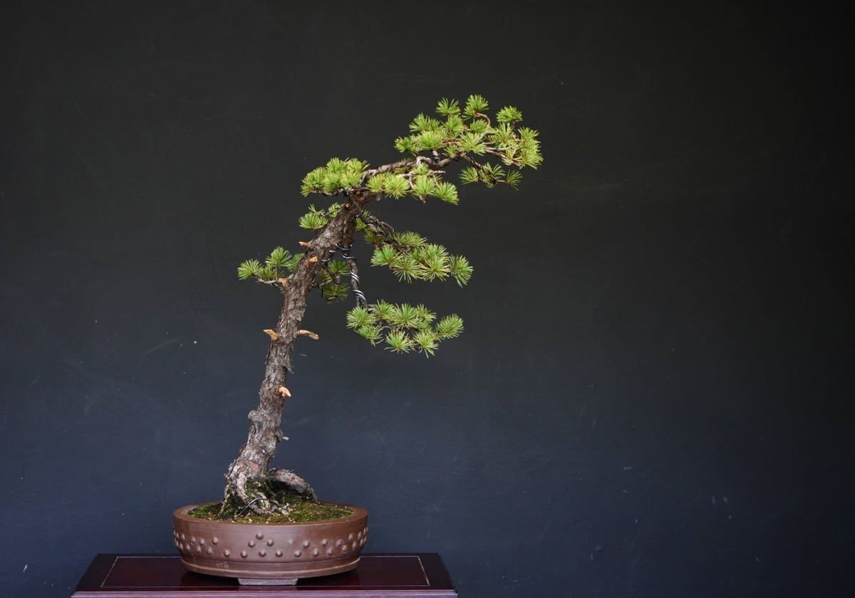 【盆栽　藤原】　五葉松