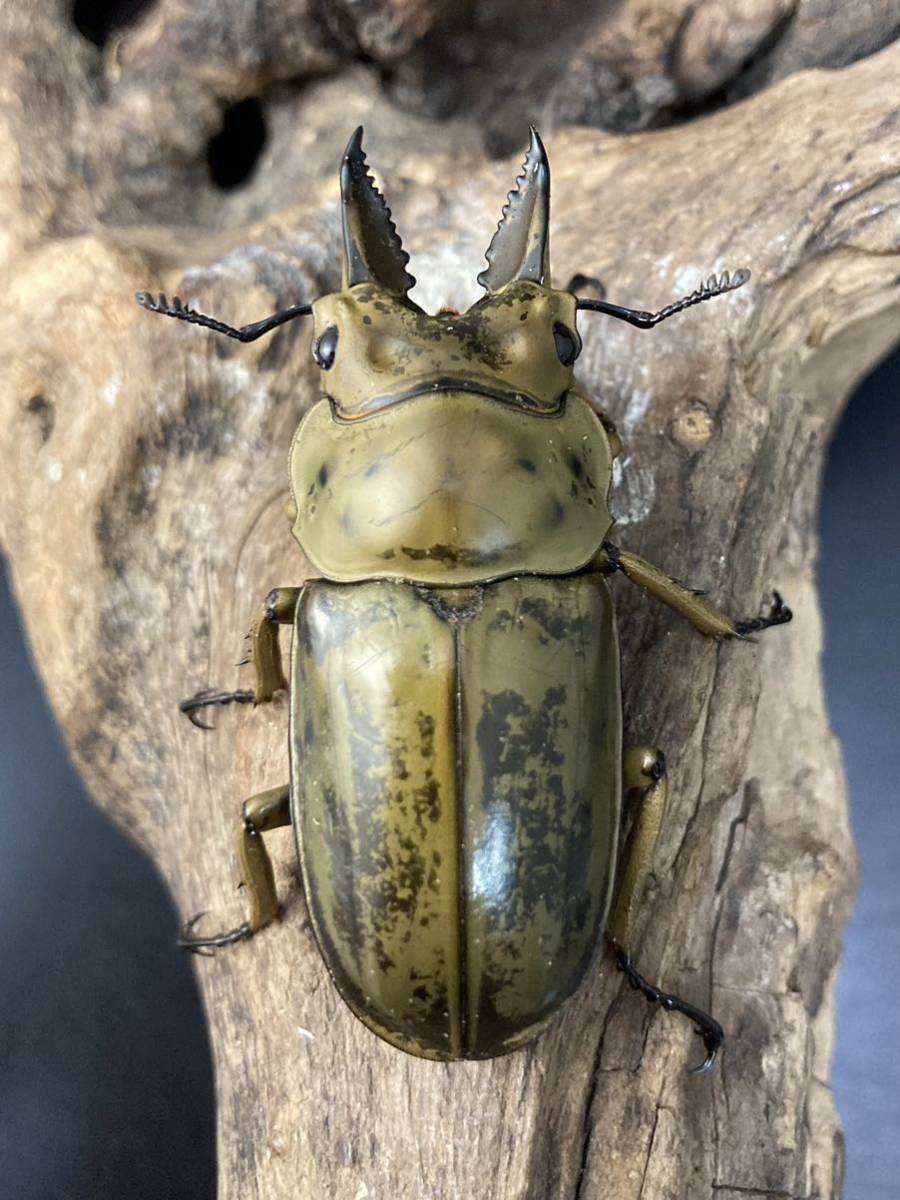 ババオウゴンオニクワガタ　成虫ペア　♂51mm×♀46mm　※♀B品オマケあり　※翌日着の地域限定
