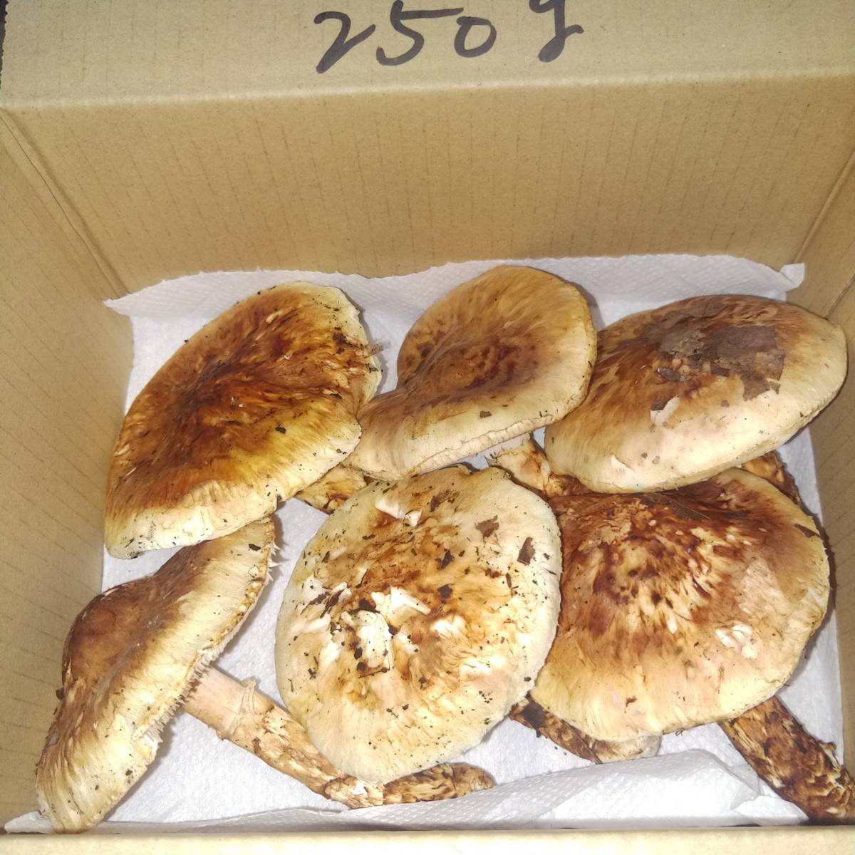 熊の巣からの贈り物！ 北海道産天然 バカマツタケ 9月25日収穫