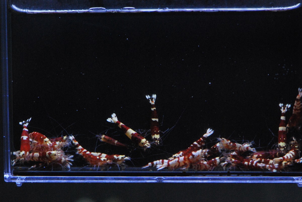 落札者様のキャンセルにより再出品　黒太極から生まれた赤太極　抱卵多数　20匹