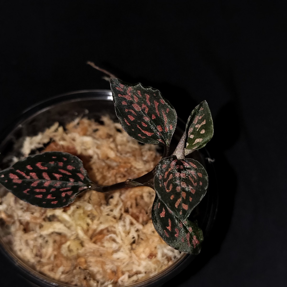 ジュエルオーキッド ミクロキルス トリダックス Microchilus tridax 