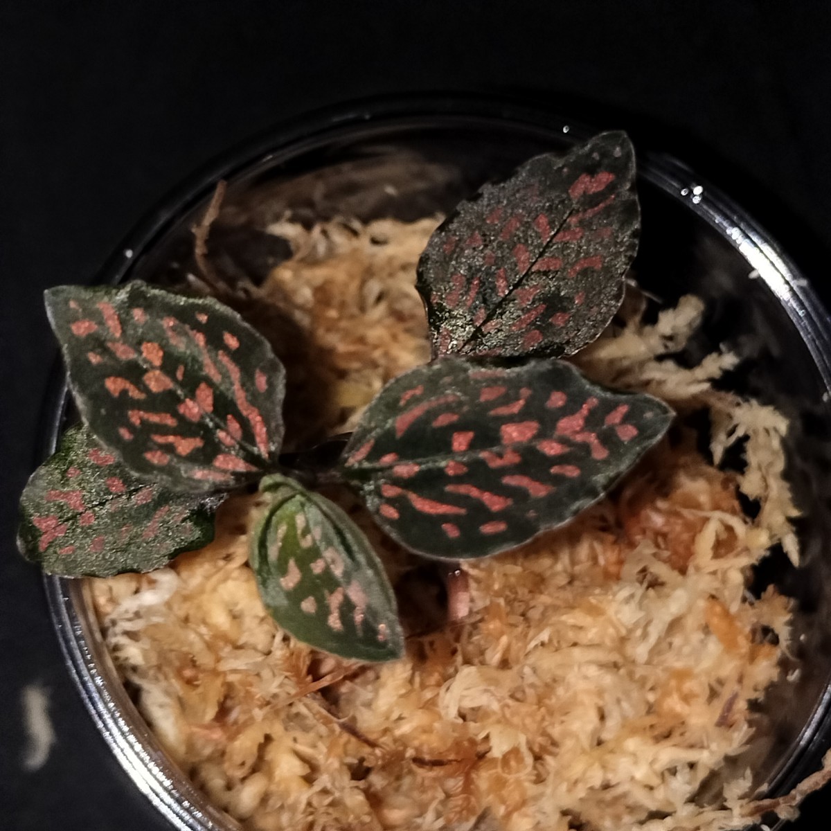 観葉植物 ジュエルオーキッド,tridax red