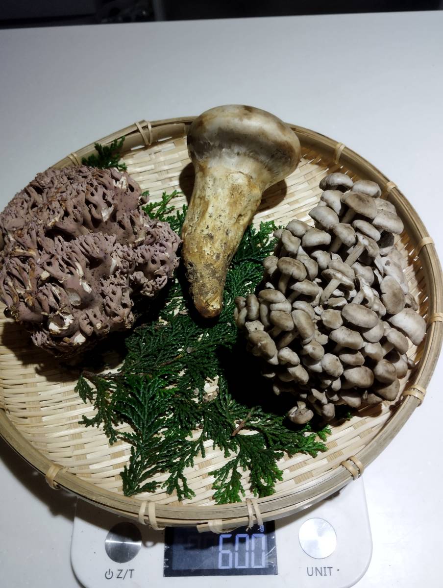岩手県産　天然舞茸　2キロ 岩手県産 天然舞茸 2キロ 完熟舞茸ほだ木 2個セット／宮古市まいたけ