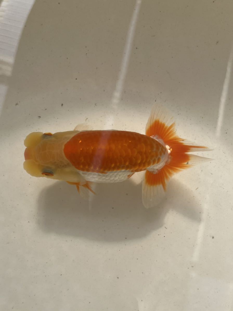 らんちゅう村【当歳】上物　オス　約11.5cm　動画あり③※10日限定発送