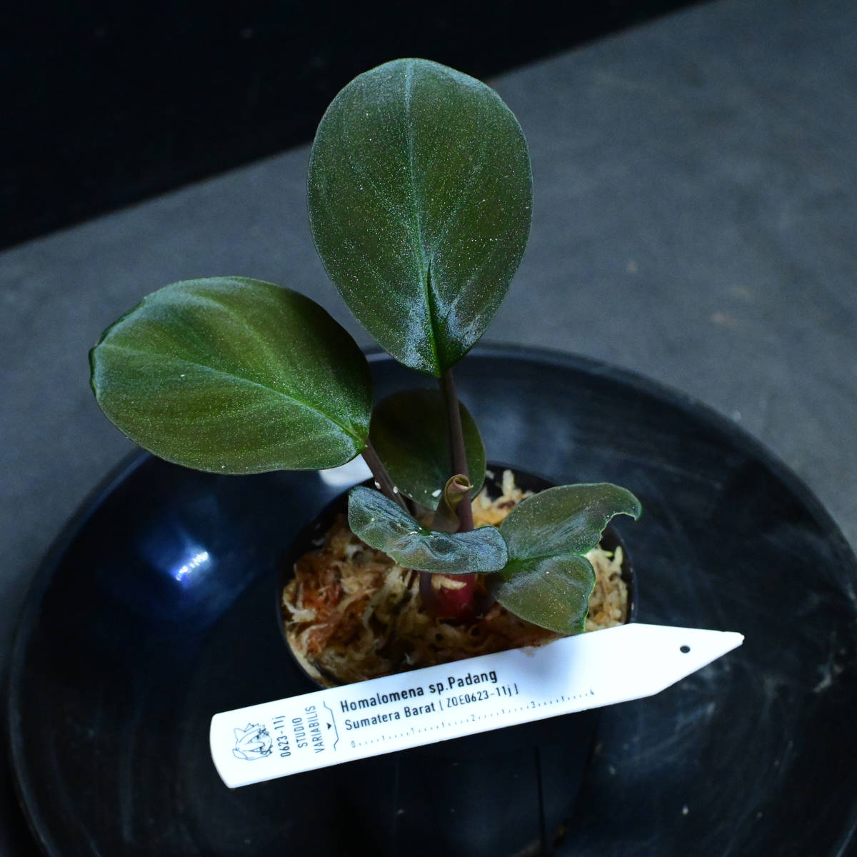 Homalomena ホマロメナ sp padang sidempuan 個人輸入 Homalomena sp