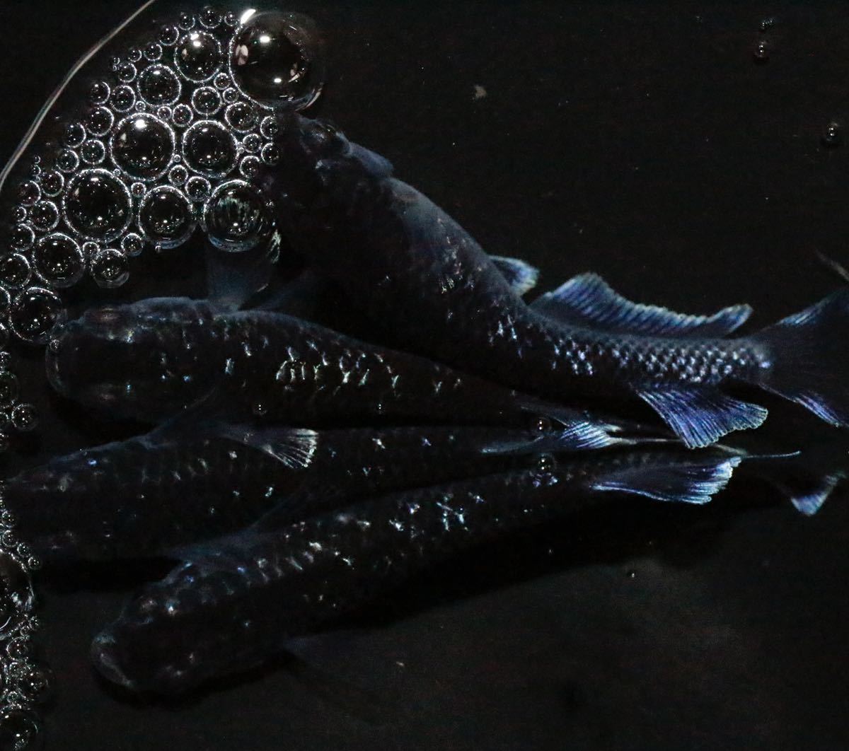 【めだか助六】68 ミッドナイトフリル　ラメタイプ　２ペア　８月産まれ産卵サイズ。