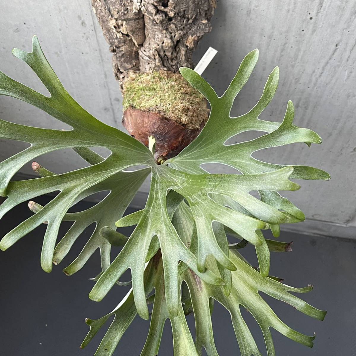 ビカクシダ p.alcicorne madagascar アルシコルネ・マダガスカル