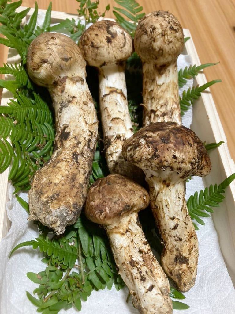 岩手県産 松茸 産地直送 新鮮採れたて 国産松茸 当日発送 岩手県