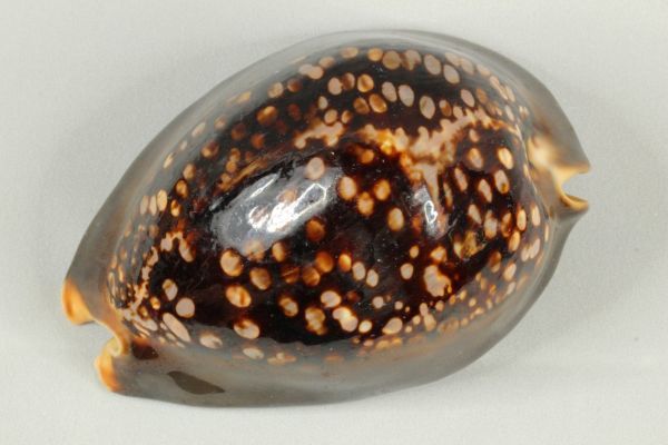 ハチジョウダカラ 特大 タカラガイ 宝貝 貝標本 貝殻