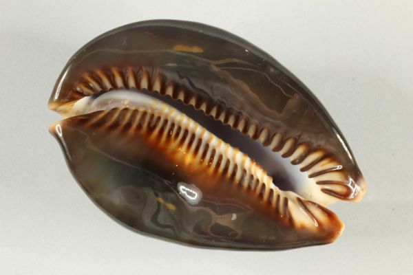 ハチジョウダカラ 特大 タカラガイ 宝貝 貝標本 貝殻の入札履歴 - 入札