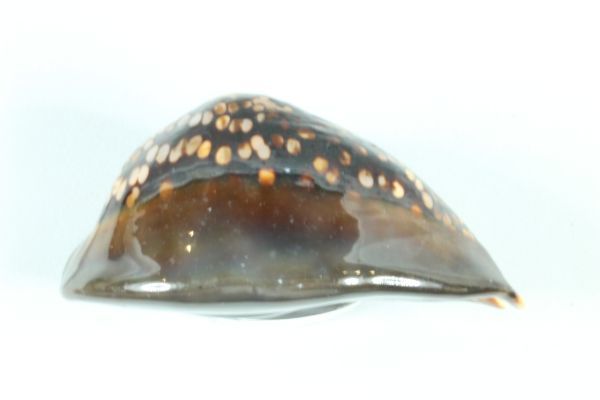ハチジョウダカラ 特大 タカラガイ 宝貝 貝標本 貝殻の入札履歴 - 入札