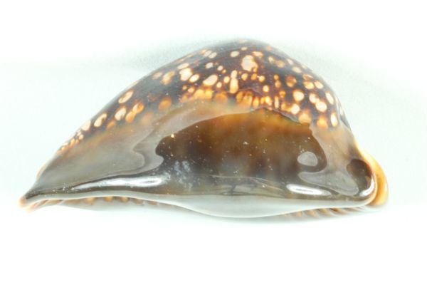 貝標本) 安い ハワイハチジョウダカラ 特大 107㎜