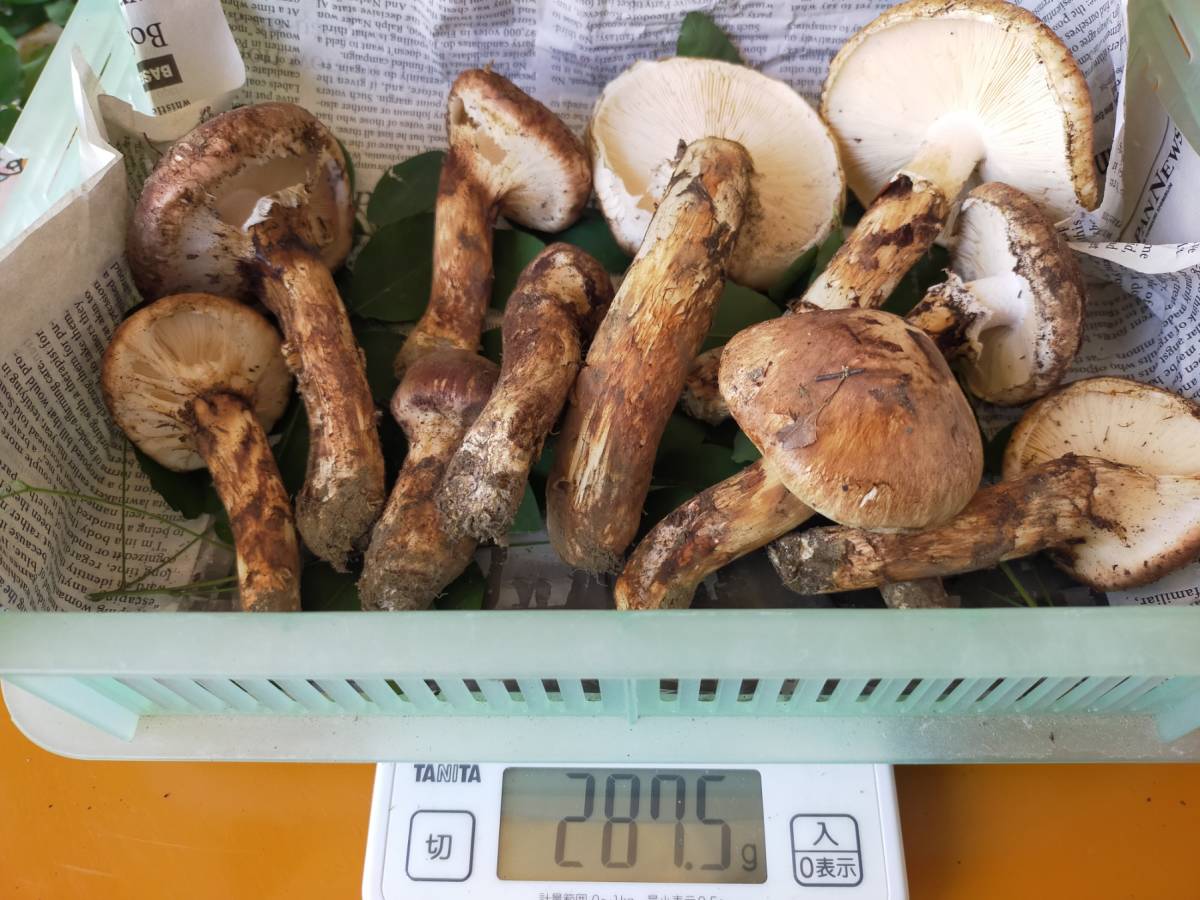 岩手県産 松茸 | 天然松茸 公式通販 マツタケ6本 10⁄6 岩手より激安の 