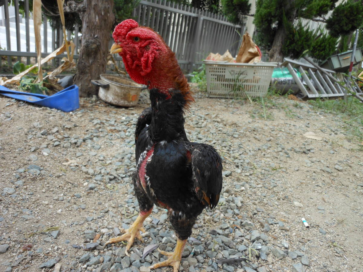宮崎小軍鶏赤笹10個食用有精卵