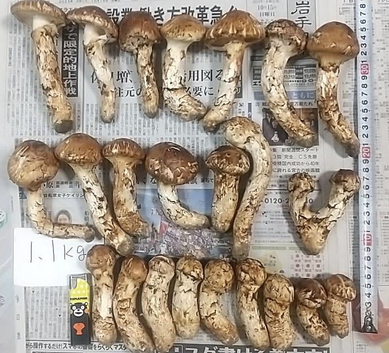 ③岩手県産松茸200g 国産本場本日採れたて 岩手県産 国産