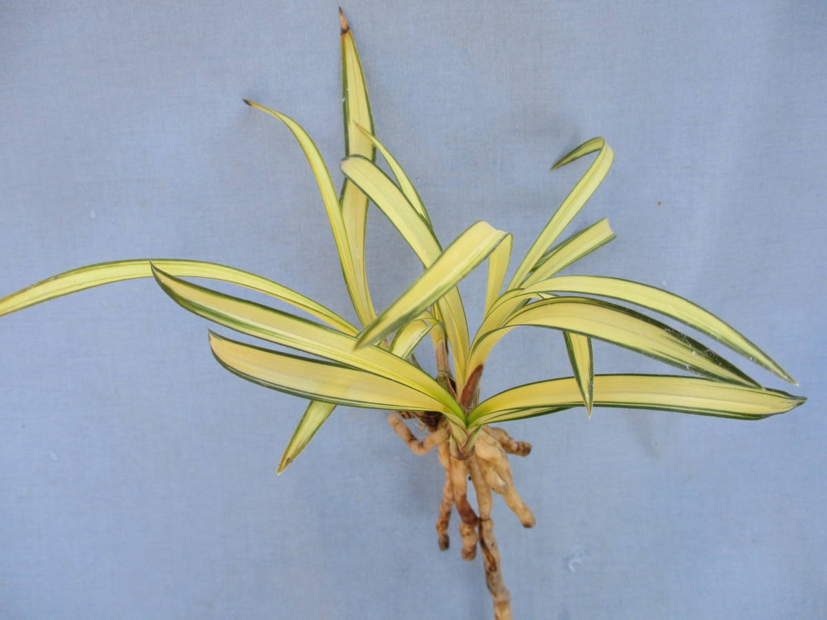 日本春蘭　銘品「金閣宝」五本立ち　　富貴蘭　春蘭　寒蘭