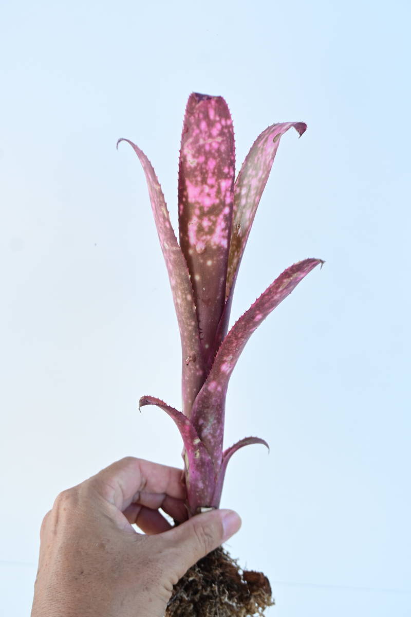 Billbergia 'Hallelujah'③　@bikamori.com ビルベルギア ハレルヤ