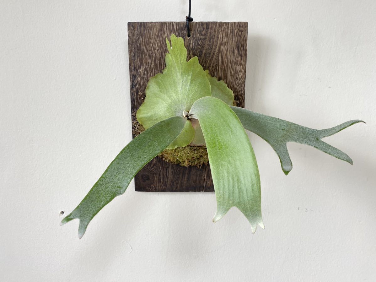 P.willinckii wild java ウィリンキー ビカクシダ コウモリラン