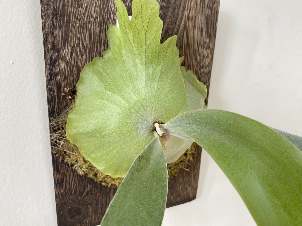 P.willinckii wild java ウィリンキー ビカクシダ コウモリラン 【公式