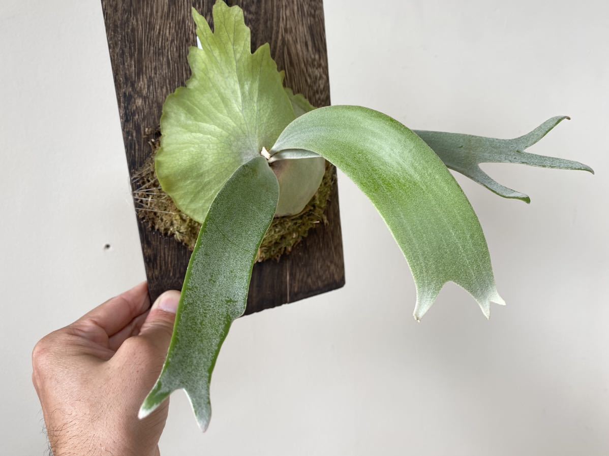 P.willinckii wild java ウィリンキー ビカクシダ コウモリラン