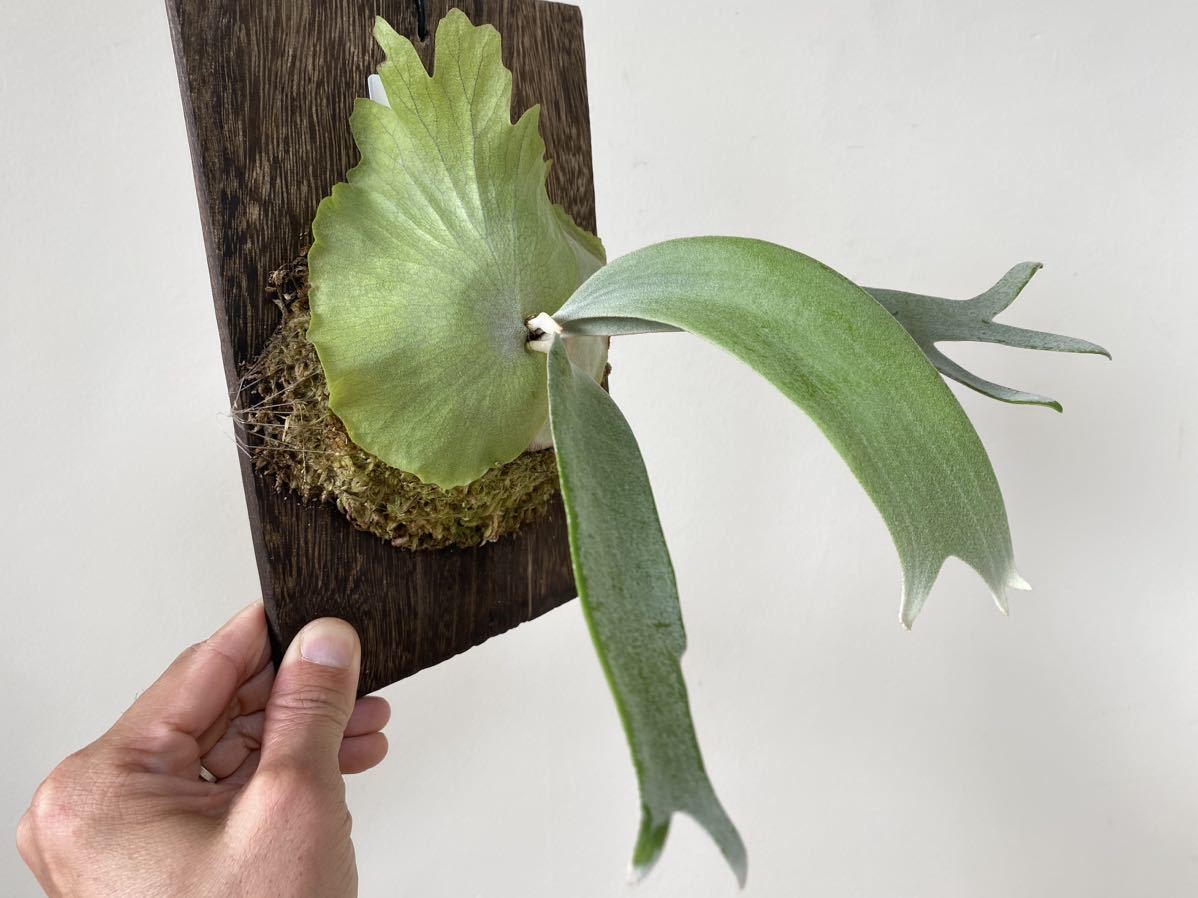 P.willinckii wild java ウィリンキー ビカクシダ コウモリラン 【公式