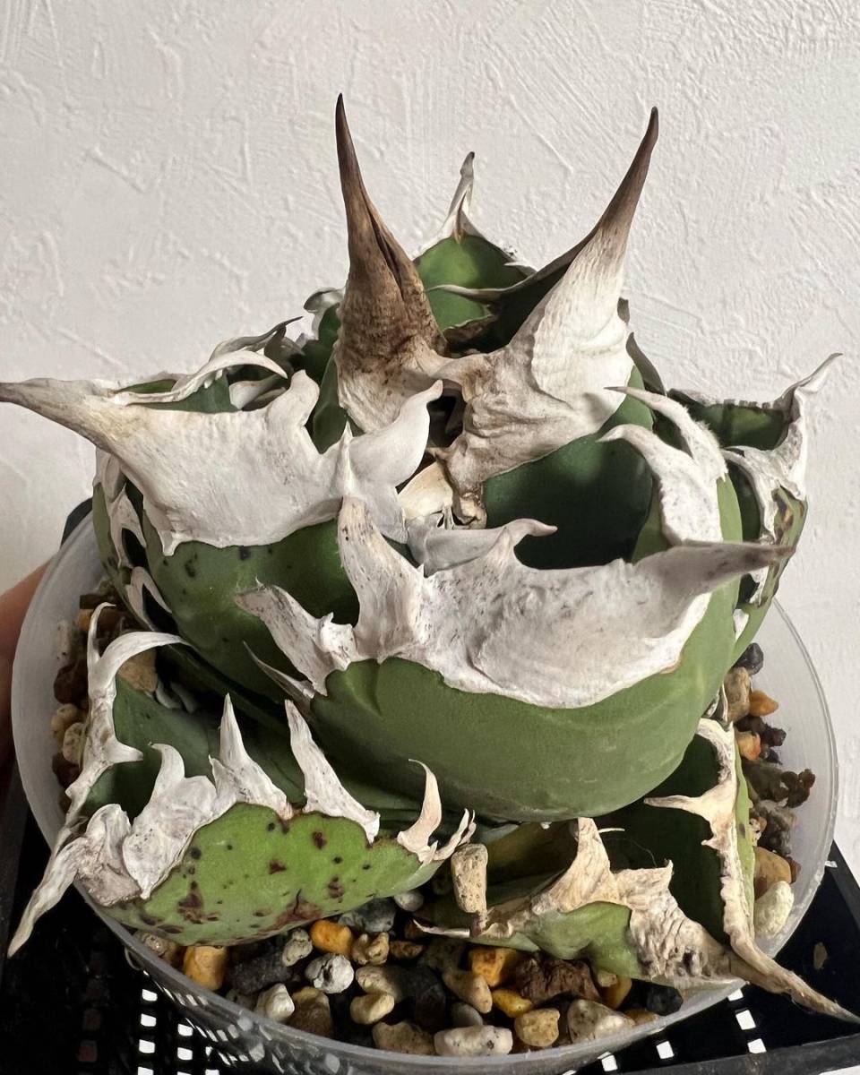 アガベ チタノタ オテロイ ボールタイプ 発根済み 検)ハデス シーザー