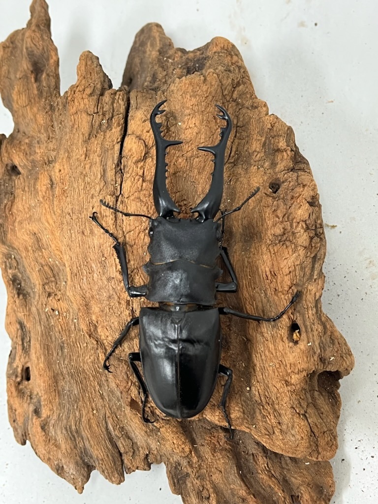 即ブリ】ロンボクギラファノコギリクワガタ（Prosopocoilus giraffa