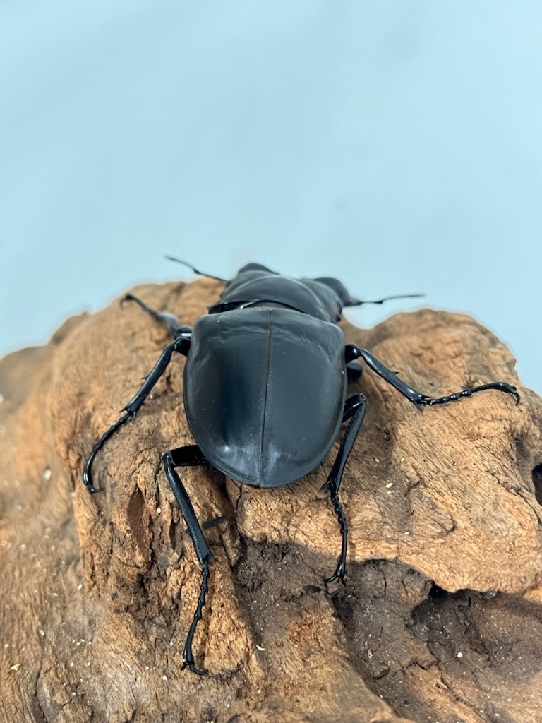即ブリ】ロンボクギラファノコギリクワガタ（Prosopocoilus giraffa
