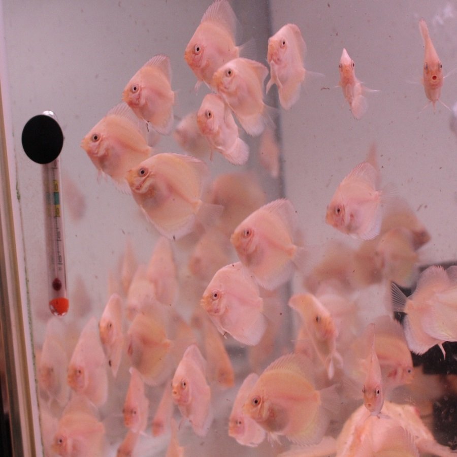 アルビノ　６匹セット　１０月２９日までのお届け限定　ディスカス(熱帯魚)