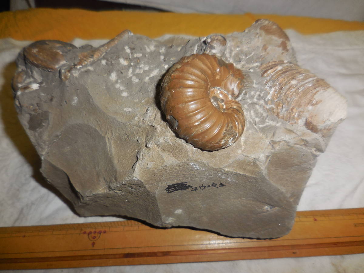 2kg まん丸なユーパキディスカスハラダイ 化石 アンモナイト 羽幌