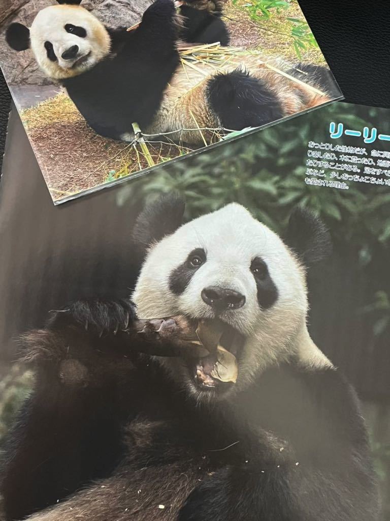 リーリー ポストカード 雑誌切り抜き パンダ 上野動物園 シャンシャン 3点セット
