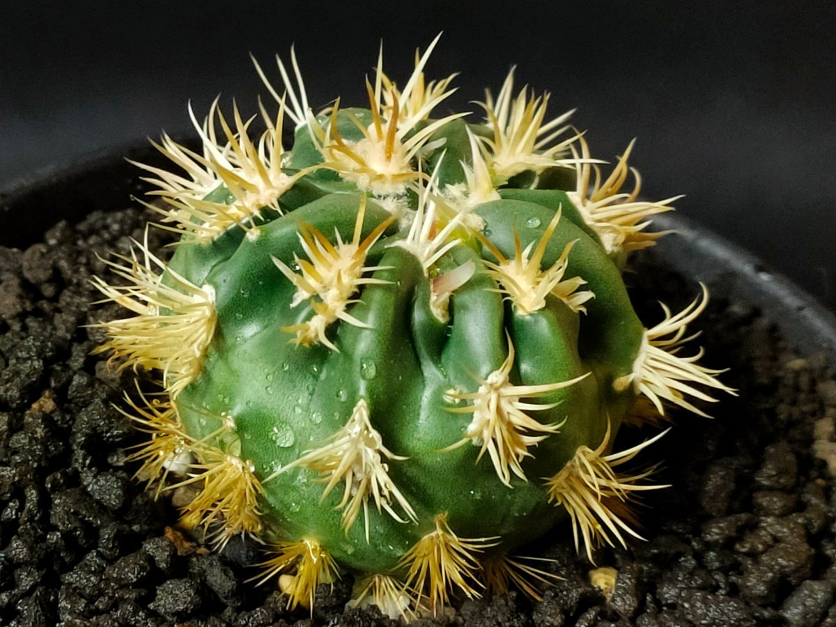 サボテン エキノカクタス 綾波綴化 綾波モンスト 綾波モンストローサ 実生選抜極上3歳 Echinocactus texensis ホマロケファラ 接いでません