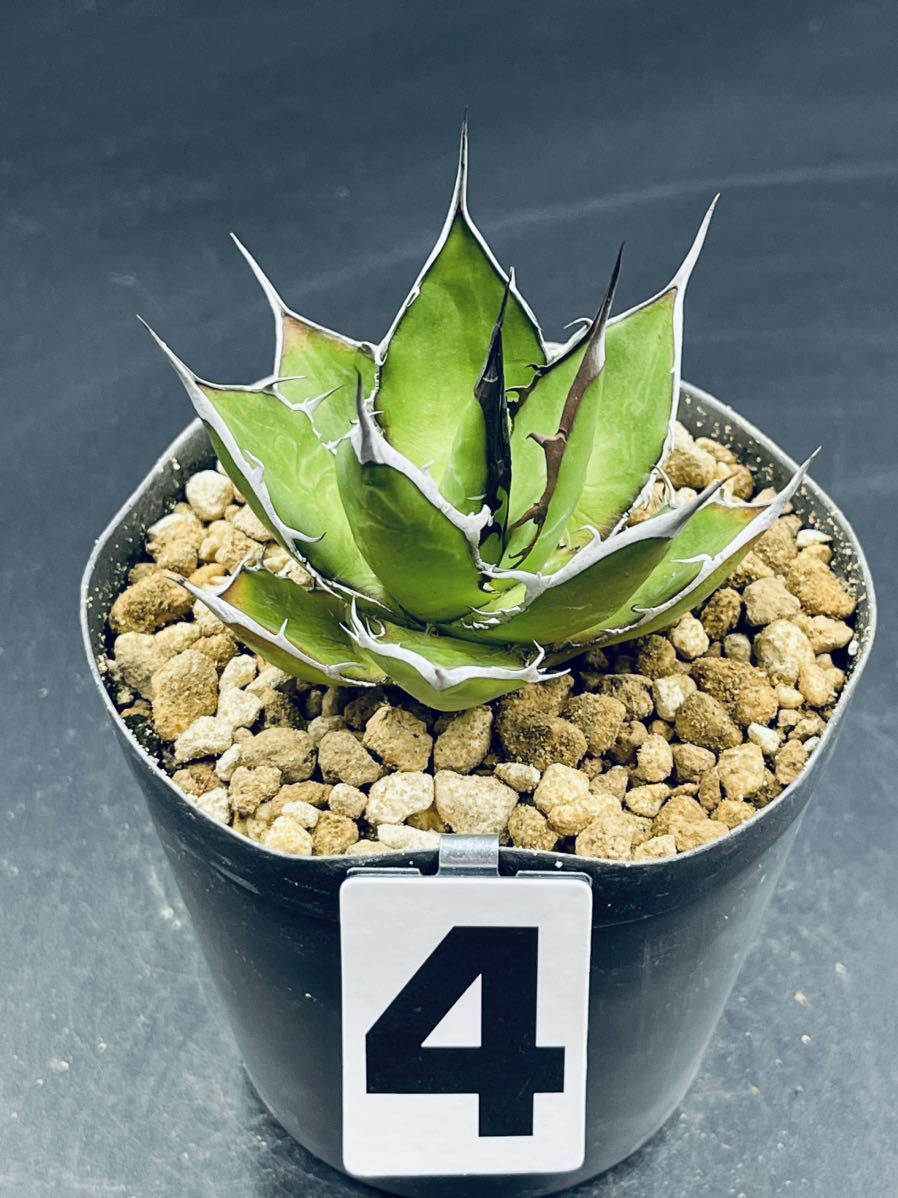 4. アガベホリダ Agave horrida subsp.horrida 実生株 (鉢9cm)