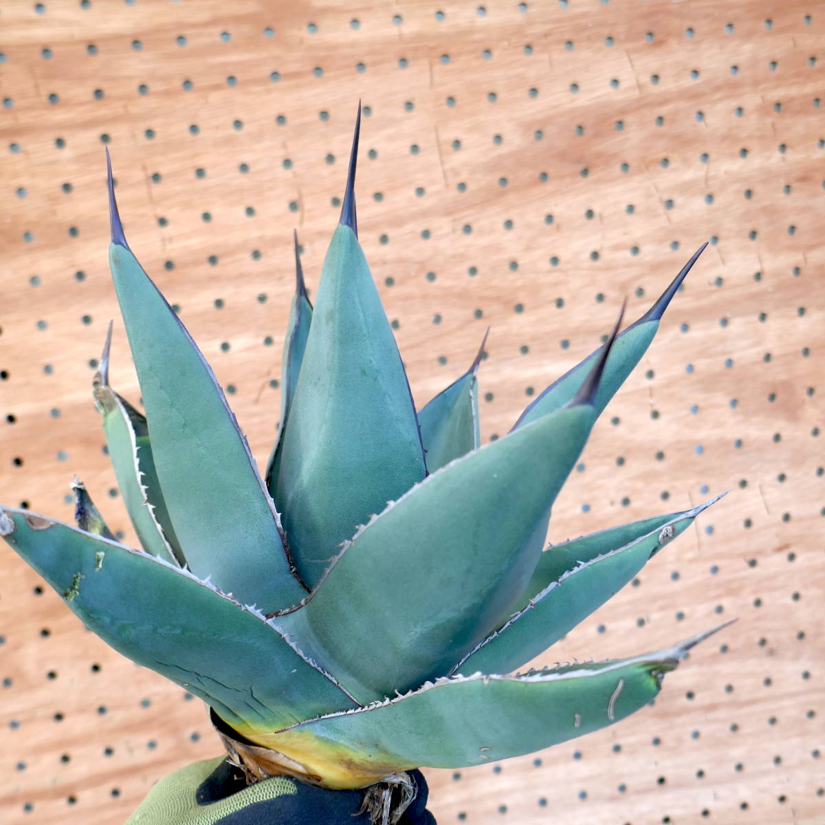 アガベシャークスキン大株