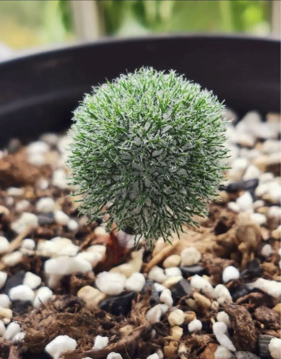 珍奇植物エリオスペルマム パラドクサム ケープバルブ球根 塊根植物