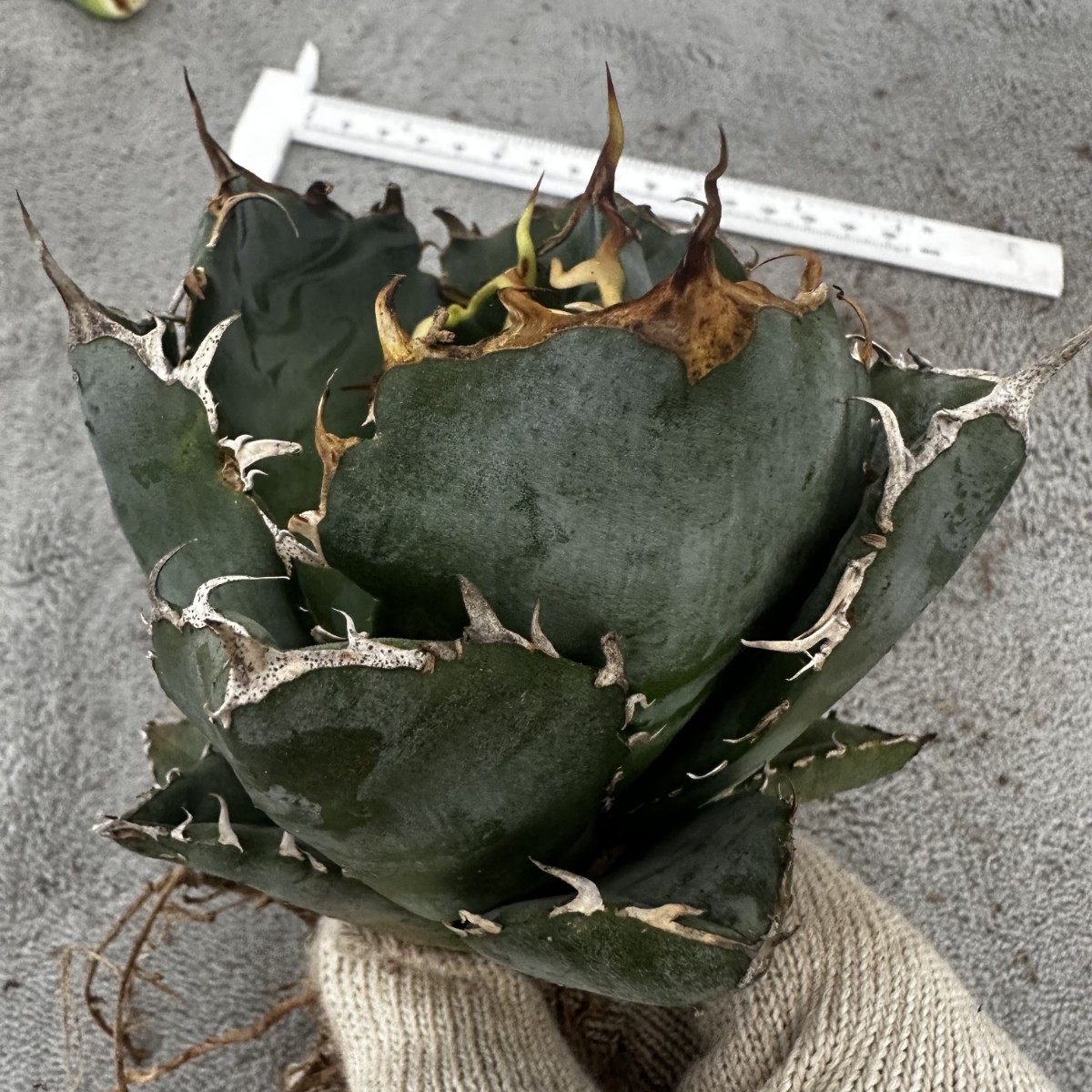 M73 白鯨親株　スーパーワイドリーフ　アガベ　チタノタ agave titanota pup