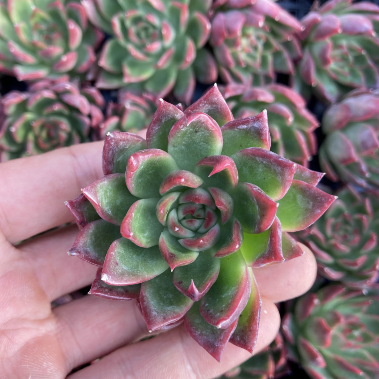 1027-QY082アンストーン25個 多肉植物 韓国 エケベリア -千葉MS基地(10/31発送)