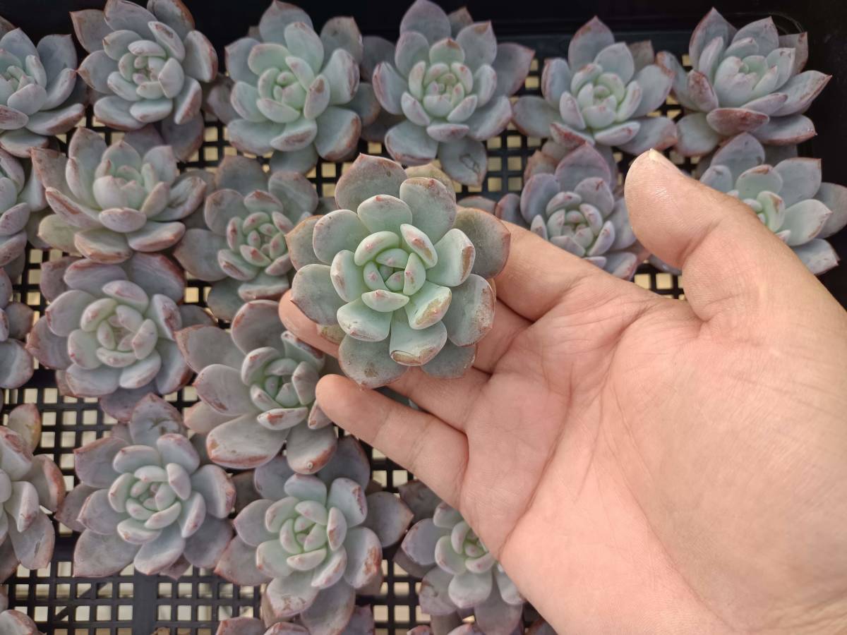 レアコノフィツム Conophytum bachelorum 親株 【公式通販】