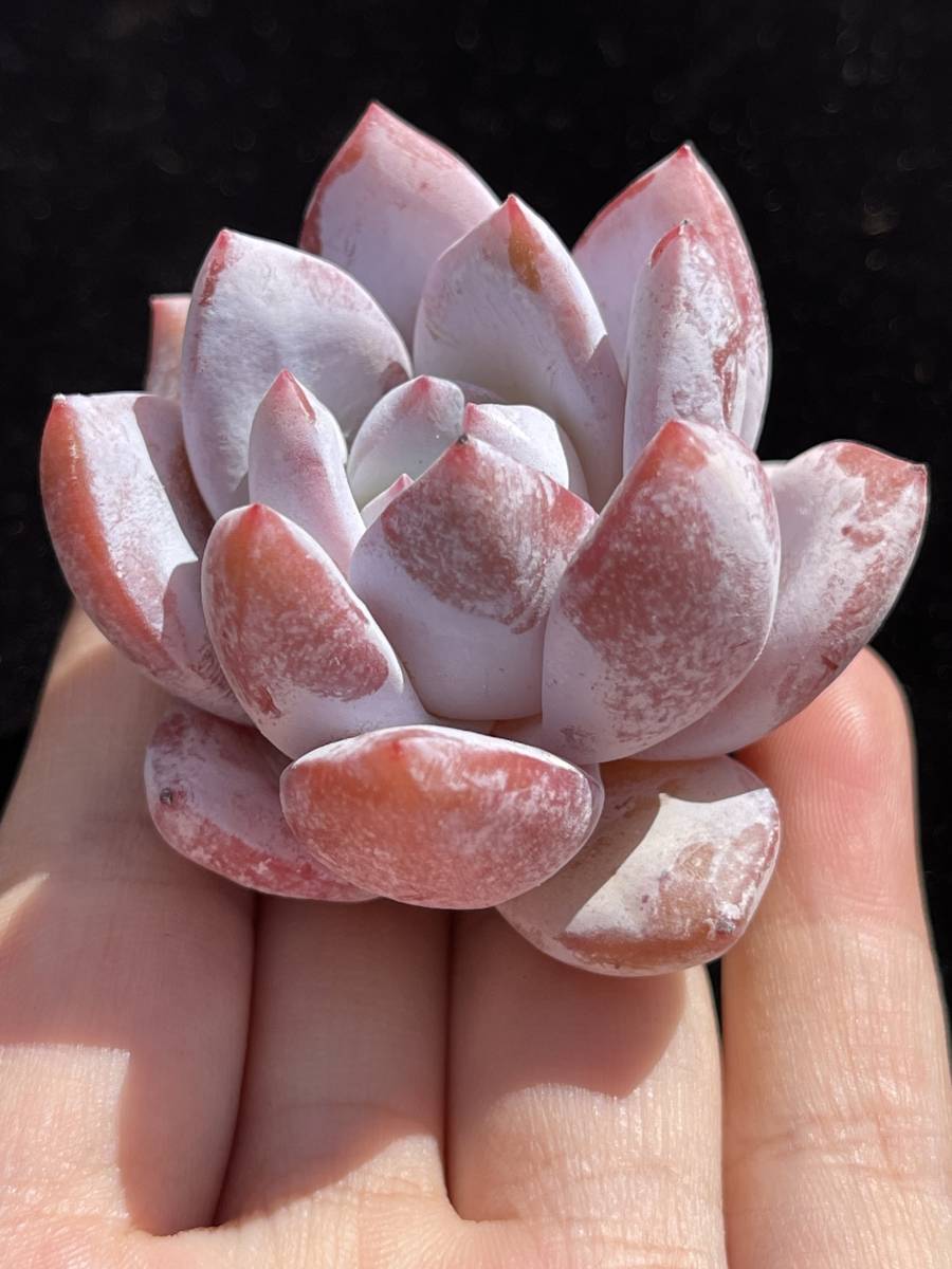 35株 J78-6 多肉植物 エケベリア 嫦娥 超美苗 サボテン 観葉植物 花 園芸　レア種