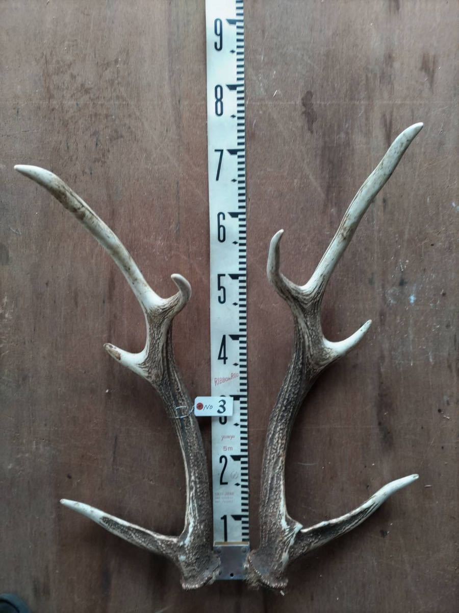 超大型 鹿の角　エゾシカ［3］