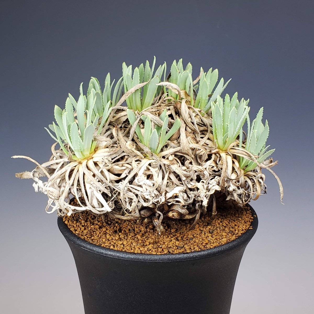 オトンナ・レトロルサ 10.5cm鉢 ■カクタス長田