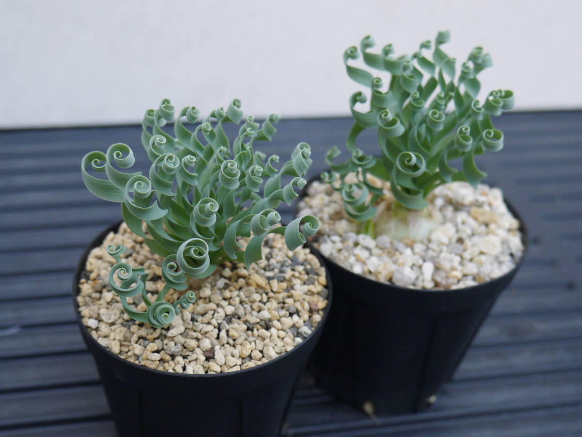 アルブカ コンコルディアナ Albuca Concordiana