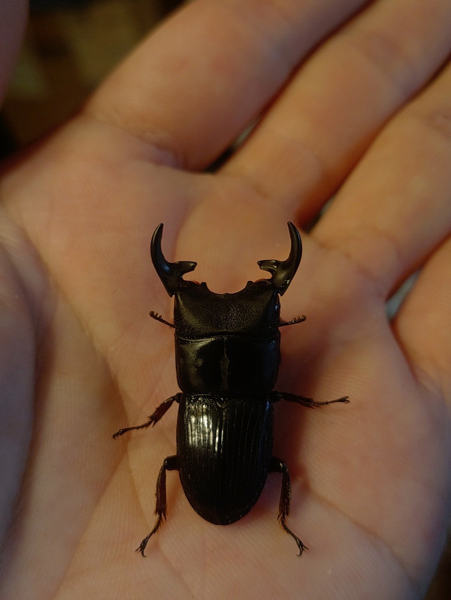 訳あり　♂2♀1カリマンタン　プンクティペンニスネブト　