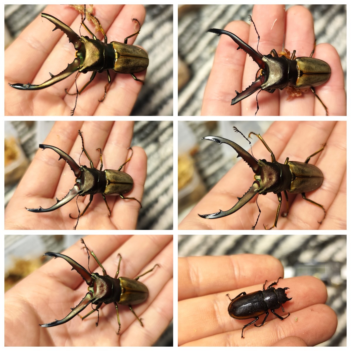 5♂1♀ モンタネルスホソアカクワガタ