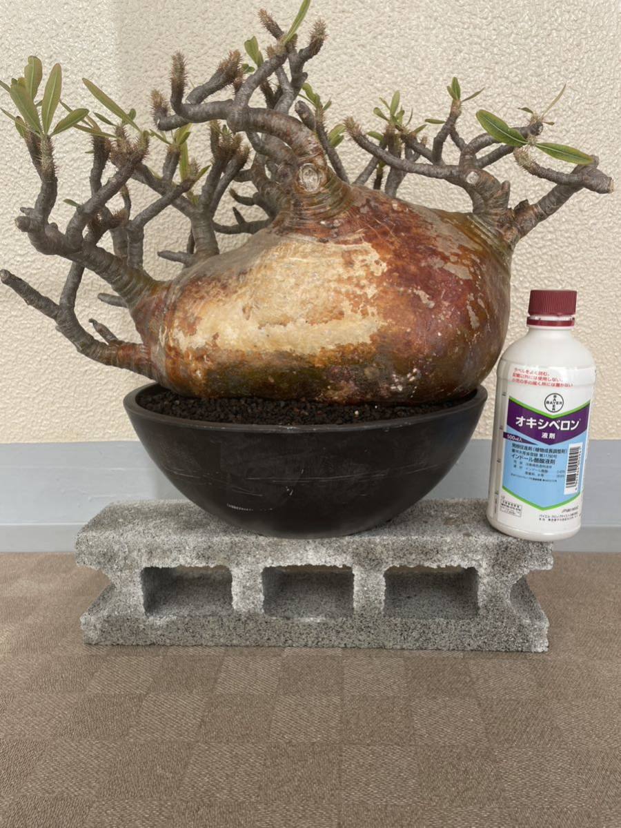 グラキリス　パキポディウム　現地株　