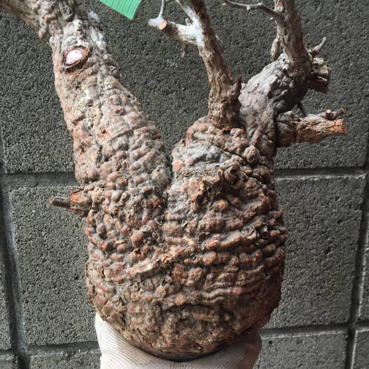 bon ベアルート芽吹きあり未発根オペルクリカリアパキプス オペル