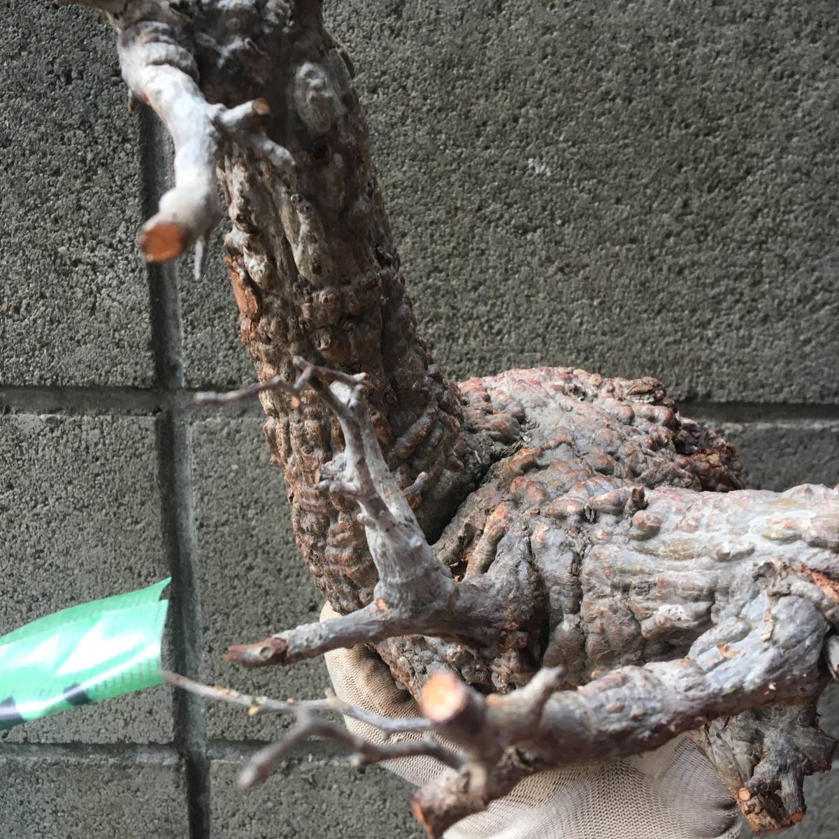 bon ベアルート芽吹きあり未発根オペルクリカリアパキプス オペル