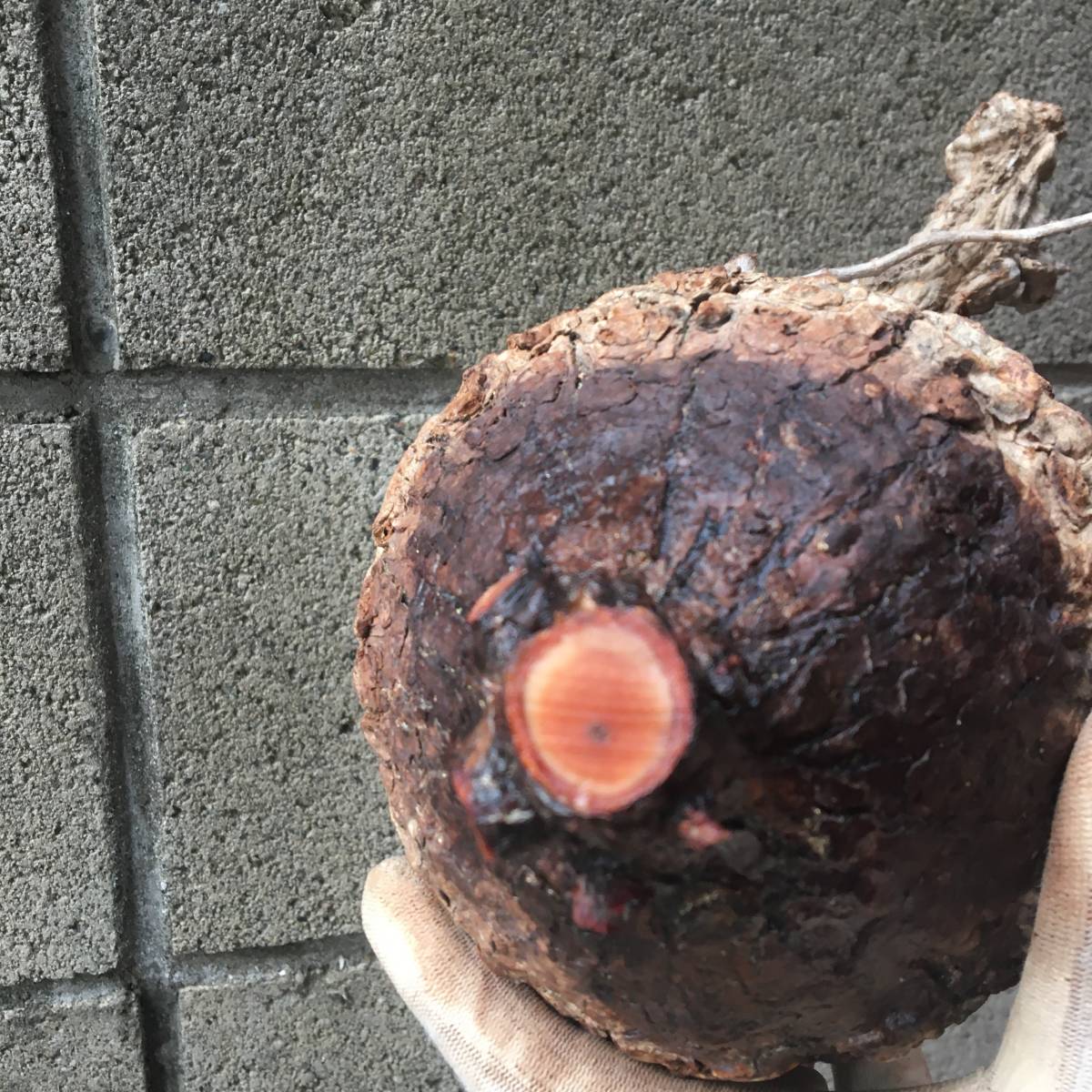 bon ベアルート芽吹きあり未発根オペルクリカリアパキプス オペル