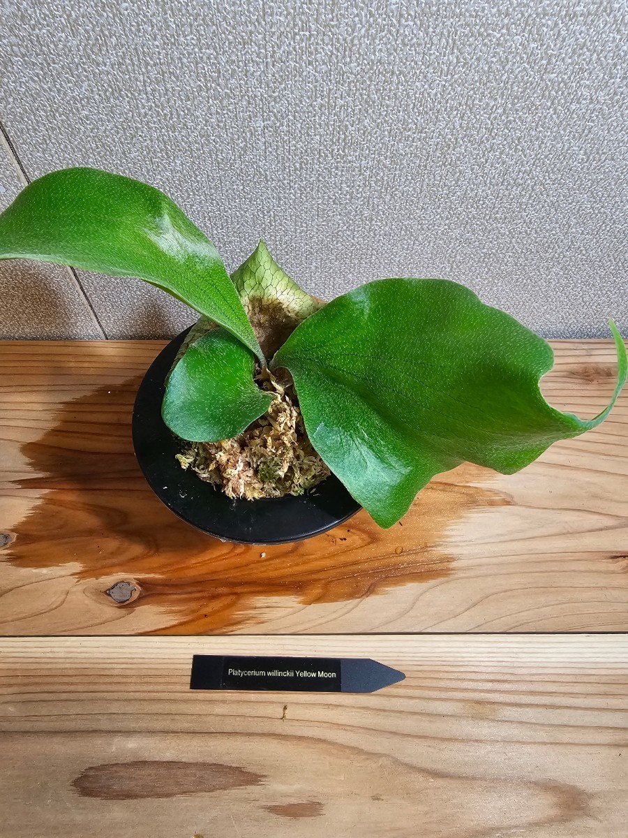 ◇P.willinckii 'Yellow Moon' spore grown！！◇イエロームーン