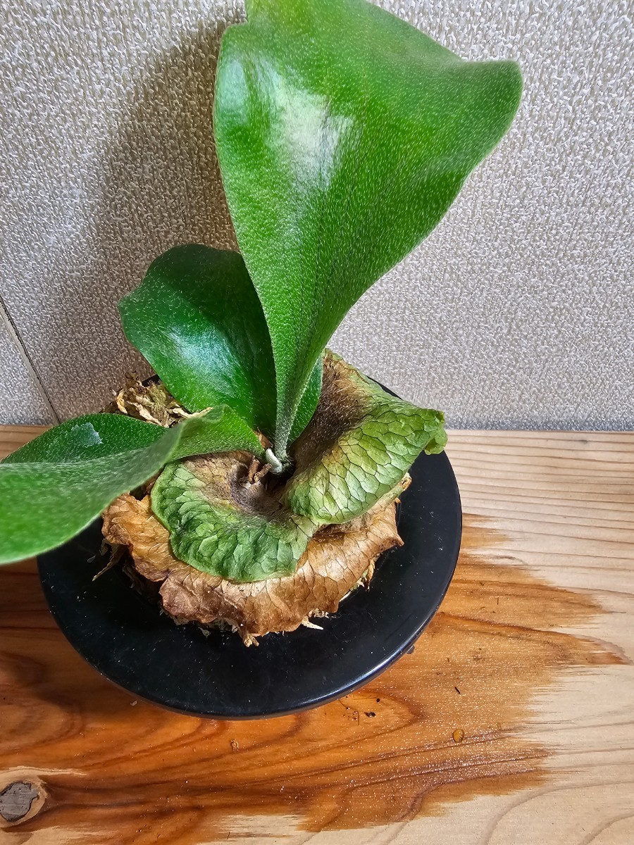 ◇P.willinckii 'Yellow Moon' spore grown！！◇イエロームーン